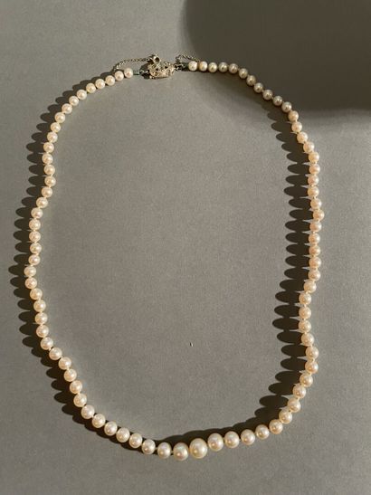 null Necklace of cultured pearls in fall, the oval clasp in white gold decorated...