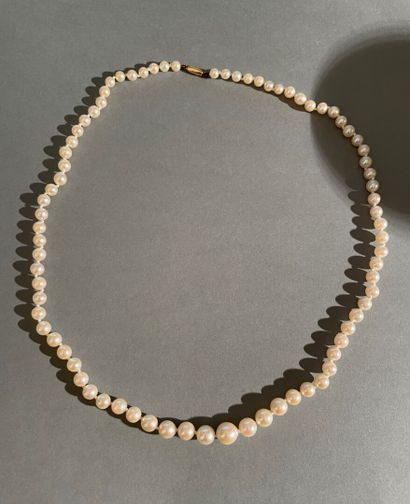 null Necklace of pearls of culture in fall, the clasp olive in yellow gold. 

L....