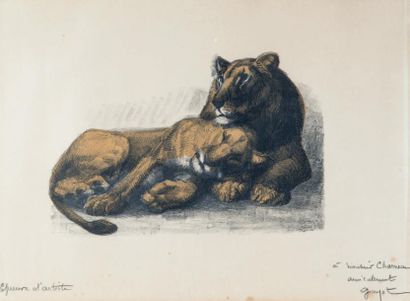 Georges GUYOT Lion et lionne au repos. Lithographie. 182 x 275. Impression en couleurs....