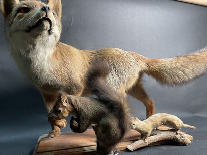 null Naturalized animals: fox (Vulpes vulpes 48 x 84 cm), squirrel (Sciurus vulgaris)...