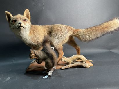 null Naturalized animals: fox (Vulpes vulpes 48 x 84 cm), squirrel (Sciurus vulgaris)...