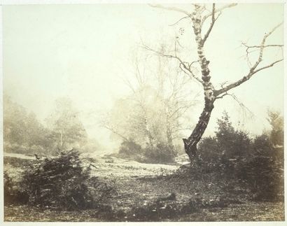 EUGÈNE CUVELIER Vue de la Forêt de Fontainebleau en hiver, circa 1860
Belle épreuve...