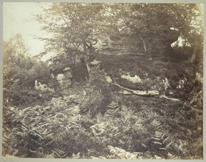 Attribué à Eugène CUVELIER Étude de broussailles, forêt de Fontainebleau, circa 1860,...