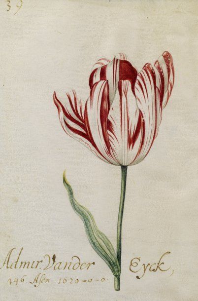 MARREL Jacob (1614-1681) Attribué à