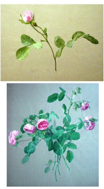 HORR Emile (XIXème siècle) Roses anciennes. Deux aquarelles gouachées sur papier...