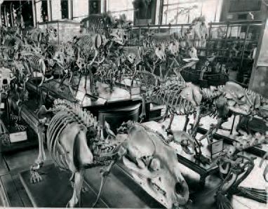 Pierre Bérenger (né en 1940) Avant la Grande Galerie de l'évolution, Salle de paléontologie...