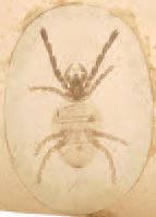 Photomicrographe non identifié 
Follicules, insectes, arachnides photographiés au...