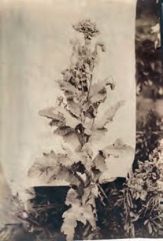 Eugène Atget (1857-1927) Fleur de pavot, 1902. Épreuve albuminée, 215x150 mm, recadrage...