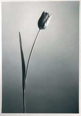 Albert Giordan (né en 1943) 
Composition à la fleur, années 1980.
Épreuve argentique...