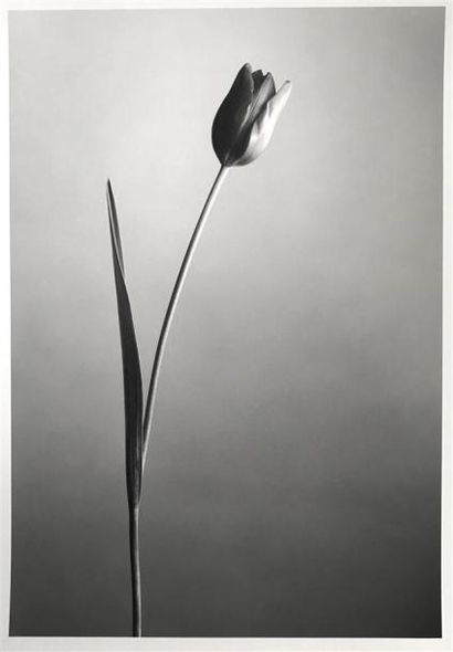 PHOTOGRAPHIES Albert Giordan (né en 1943).

Composition à la fleur, années 1980.

Épreuve...