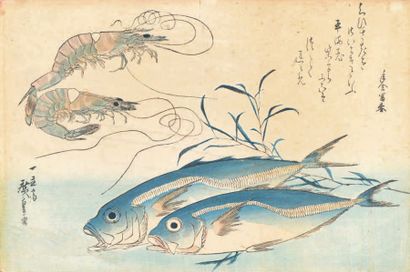 Utagawa Hiroshige (1797-1858) 
Oban yoko-e de la série Uwo zukushi, Une grande série...