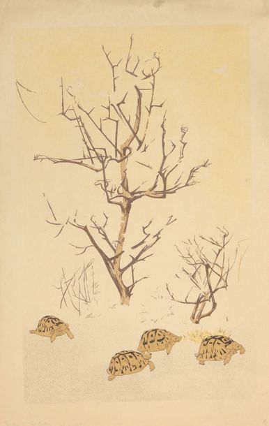 Henri RACHOU (1855-1944) Les tortues (planche inédite). Lithographie. 480 x 300....