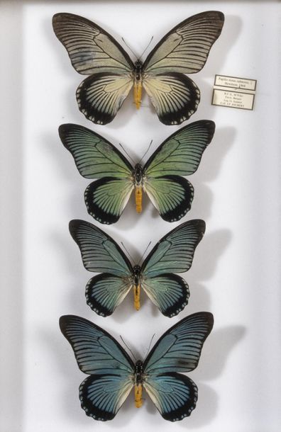 Papilio zalmoxis (3m-1f « A- réparée) ( ...