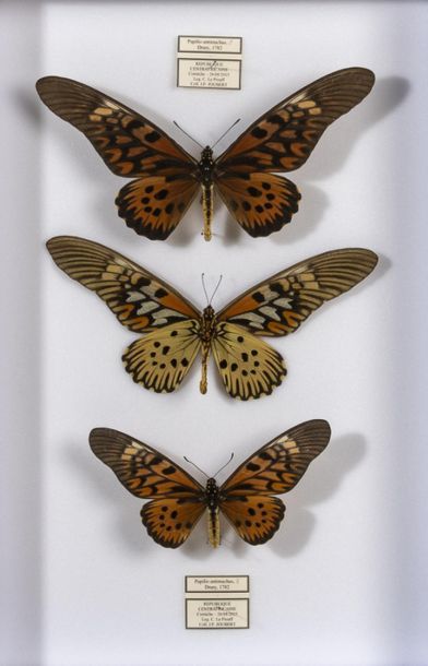 Papilio antimachus (2m-1f superbe exemplaire)...