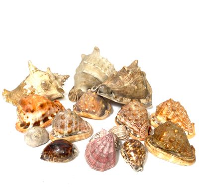 Lot of shells and minerals 
295