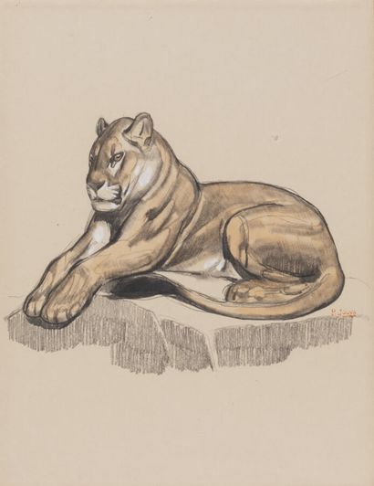 Paul JOUVE (1878-1973) 
Panther lying on...