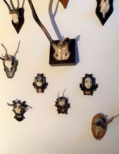 null Eight deer trophies, with "weird heads".
Attached is a deer "weird-headed" trophy...