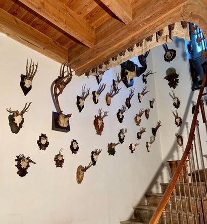 Set of about thirty trophies of ibex, elk,...