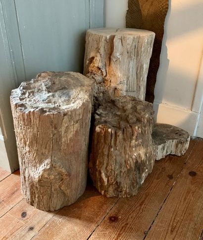 null Four fossilized tree fragments.
Height: from 7 to 41 cm.
