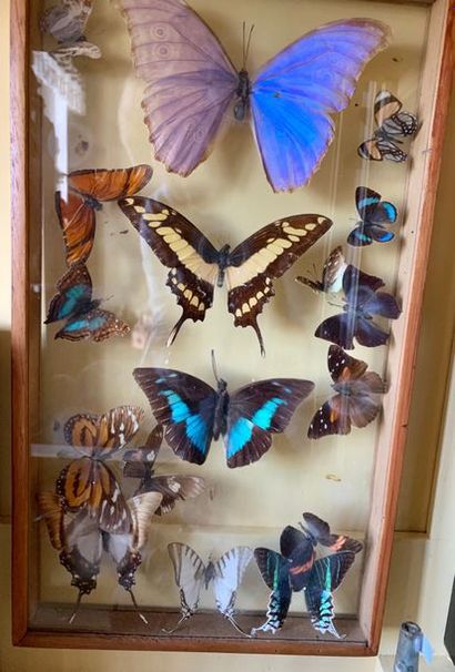 null Set of twelve frame boxes of butterflies or insects.