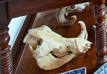 null Warthog skull and a massacre of ibex.