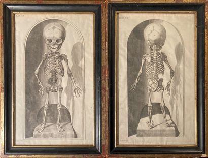 Jean-Georges SEILLER (1663-1740). Paire de planches d'anatomie, représentant le squelette...