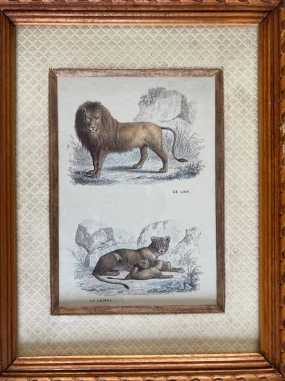 null Lot : - reproduction de gravure en couleur : LE LION - LA LIONNE. À vue : 18...