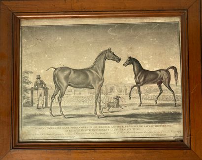 null Black engraving, after Carl VERNET, JOHANOK Engraver: NEGATIVE HORSE WITHOUT...