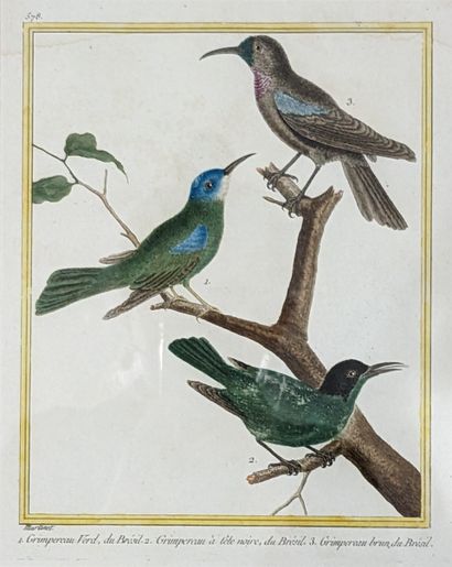 null Nicolas-François MARTINET (1725-1804). 139. 1 Mollusc grosbeak 2. Java grosbeak...