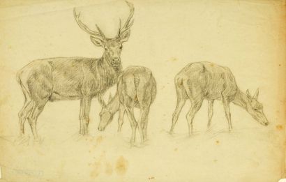 John Lewis SHONBORN (1852-1931) 

Cerf hardé 

Dessin au crayon noir et à l’estompe...