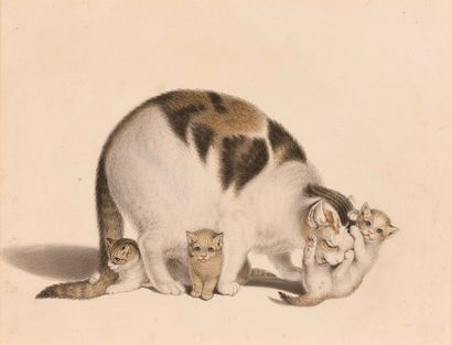 Gottfried MIND (Berne 1768-1814) 
Une chatte et ses trois chatons
Aquarelle sur vélin.
21,5...