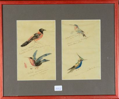 Frédéric HOUBRON Etude d'oiseaux

Encre sépia et aquarelle

Quatre feuilles d'i,...