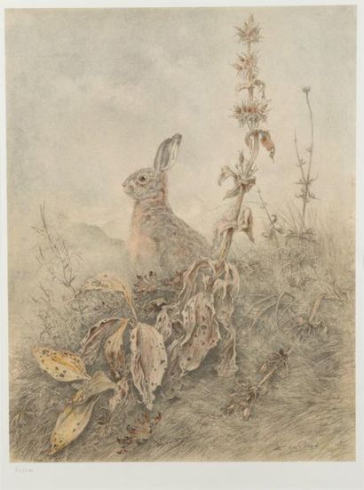 null Xavier de PORET
Raised hare and gentian
Engraving in colours signed in the plate...