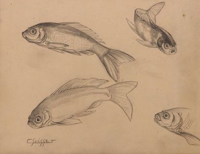 null Gaston SUISSE (1896-1988). Étude de poissons. Crayon sur papier. Signé en bas...