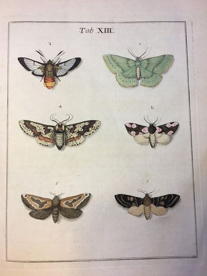 [ENTOMOLOGIE]. Harris (Moses). An Exposition of English Insects. Including the several...