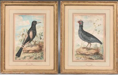 École HOLLANDAISE du XIXe siècle, suiveur de Willem Frederik van ROYEN A bird on...
