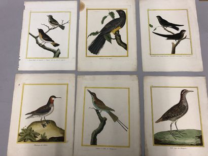 null 14 planches, gravures en couleures: oiseaux (certaines coupées, mouillures et...