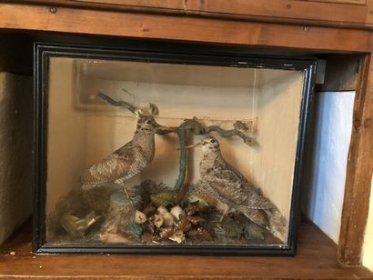 null 
Woodcock Diorama

46 x 60 x 22 cm

wears

Lot sold as is
