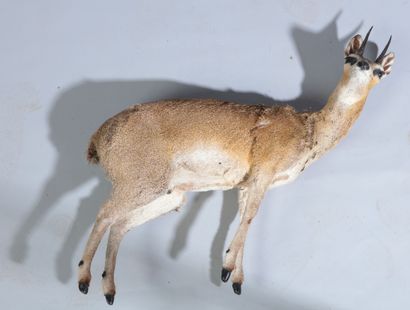 null Antilope musquée naturalisée entière, Neotragus moschatus.