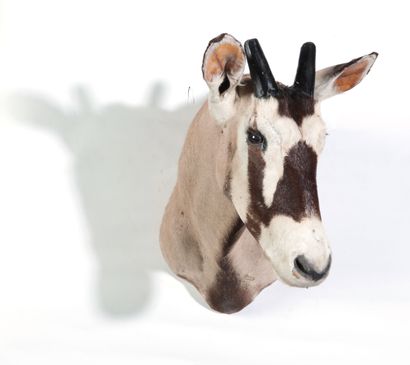 null Tête en cape d’Oryx, Oryx gazella.