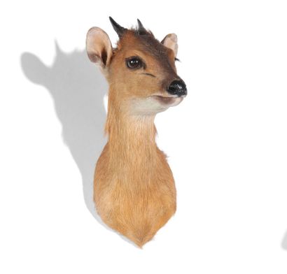 null Tête en cape de Dik dik, Madoqua kirkii.