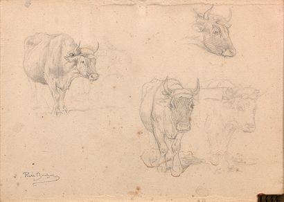 Rosa BONHEUR (Bordeaux 1822 - Thomery 1899) 
Étude de vaches
Crayon noir. Porte en...