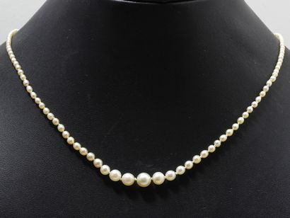 null Necklace made up of a fall of fine pearls and 5 pearls of culture of approximately...