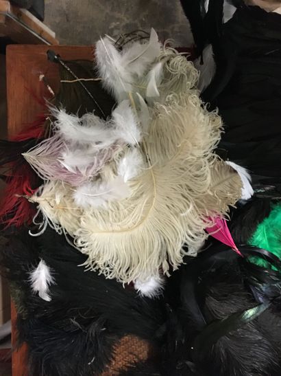 null Important lot of ostrich feathers, various birds, tinted with different colors...