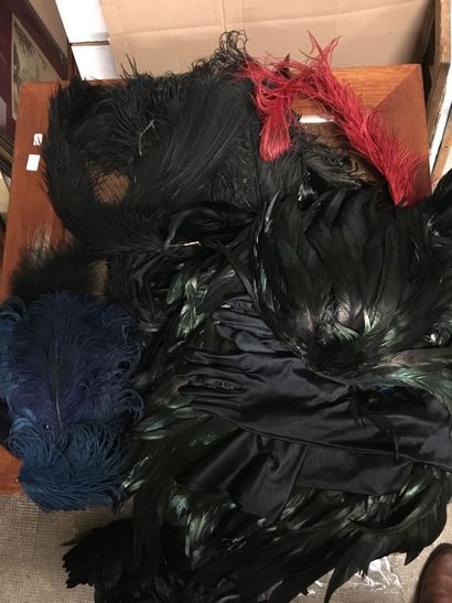 null Important lot of ostrich feathers, various birds, tinted with different colors...
