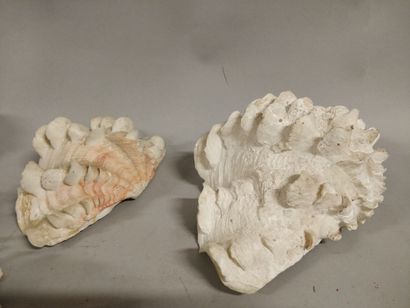 null Lot de coquillages et coraux divers, dont cinq coquillages sculptés à têtes...