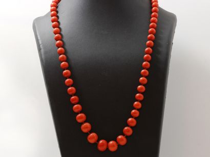 null Necklace composed of a fall of pearls of coral of approximately 8.5 to 15.5...