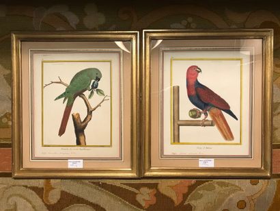  Pair of color engravings. Damaged windows 
Parrots 
Lot sold as is 