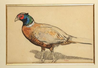 null Paul JOUVE (1878-1973). Pheasant of Formosa. About 1955. Drawing on japanese...