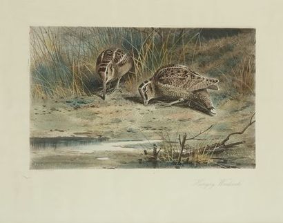 null Archibald THORBURN. Ducks on the pond. Pair of woodcock verroting. Mallards...